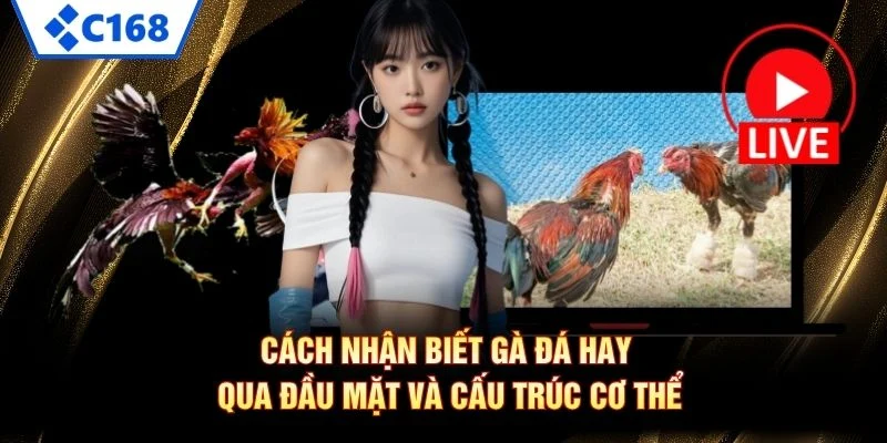 Cách nhận biết gà đá hay qua đầu mặt và cấu trúc cơ thể