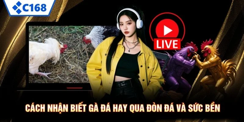 Cách nhận biết gà đá hay qua đòn đá và sức bền