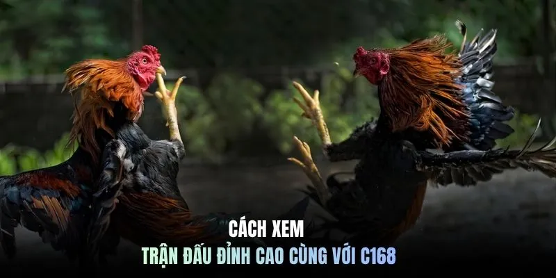 Đá Gà Trực Tiếp - Top 1 Trường Gà Nổi Bật Tại C168 6 Cách xem trận đấu đỉnh cao cùng với C168