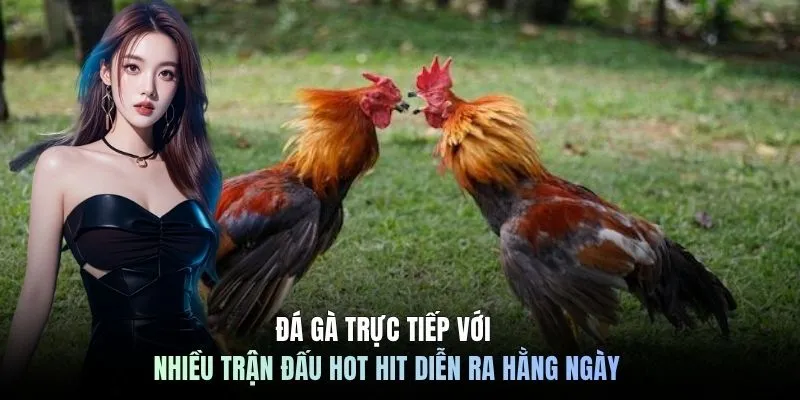 Đá Gà Trực Tiếp - Top 1 Trường Gà Nổi Bật Tại C168 5 Đá gà trực tiếp với nhiều trận đấu hot hit diễn ra hằng ngày