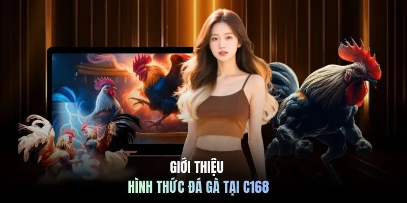 Đá Gà C168 4 Giới thiệu hình thức đá gà tại C168
